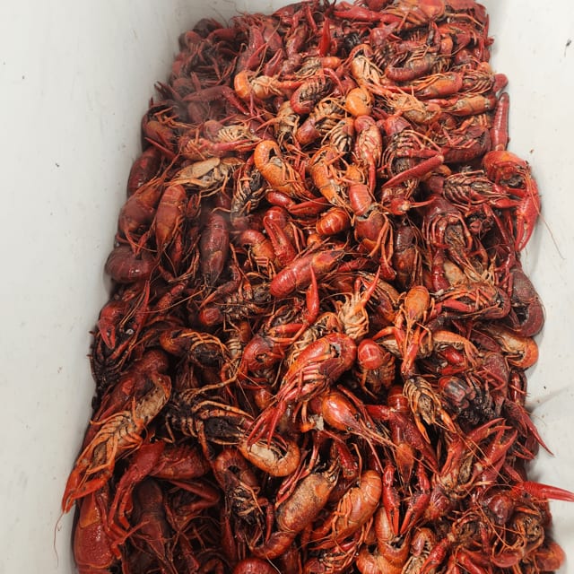Crawfish.